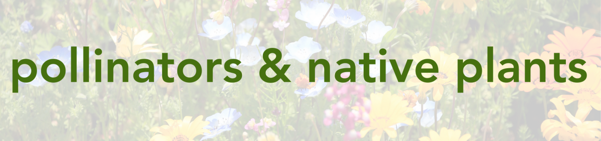 Planting for pollinators